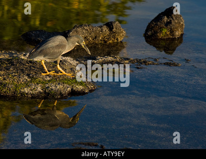 Gekerbten Reiher Butorides Striatus Jagd auf Fernandina Insel Galapagos Stockfoto