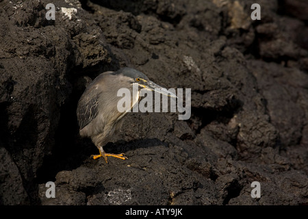 Gekerbten Reiher Butorides Striatus Jagd auf Lava Felsen auf Fernandina Insel Galapagos Stockfoto