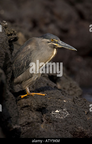 Gekerbten Reiher Butorides Striatus Jagd auf Lava Felsen auf Fernandina Insel Galapagos Stockfoto