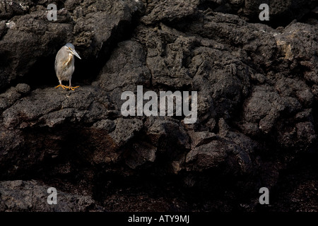 Gekerbten Reiher Butorides Striatus Jagd auf Lava Felsen auf Fernandina Insel Galapagos Stockfoto