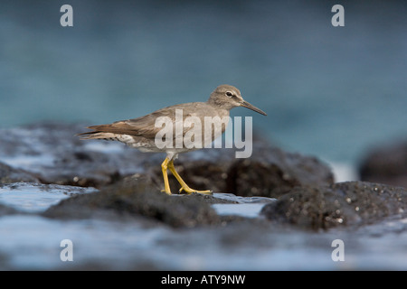 Wandernde Tatler Heteroscelus Incanus im Winterkleid Fütterung am felsigen Ufer Galapagos Stockfoto