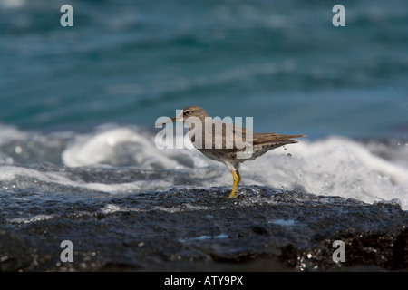 Wandernde Tatler, Heteroscelus incanus, im Winter Gefieder Fütterung auf felsigen Ufer Galapagos Stockfoto