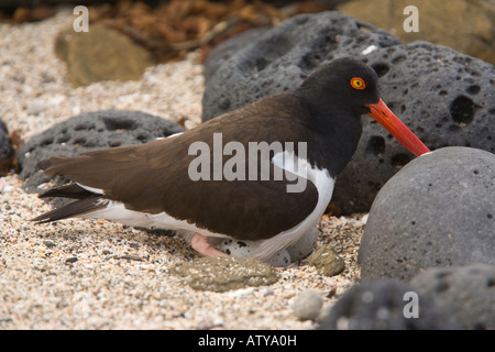 Amerikanischer Austernfischer endemische Galapagos Unterarten auf nisten Haematopus Palliatus Galapagensis auf Santiago Galapagos Stockfoto