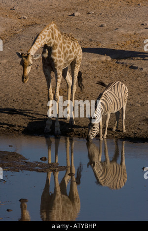 Giraffe Giraffa Camelopardis am Wasserloch mit Zebra Equus Burchelli im Etosha Nationalpark Namibia Stockfoto
