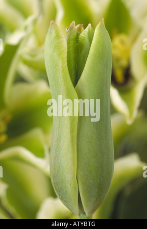 Tulipa 'Deirdre"(Tulip) Division 8 Viridiflora Group.Flower Knospe. Stockfoto