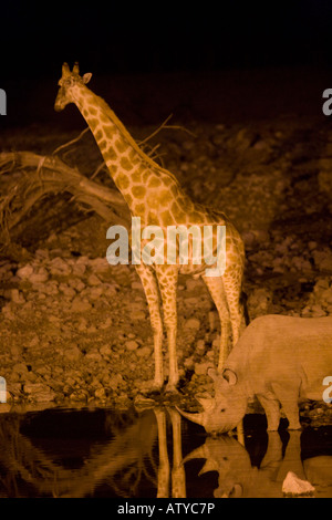 Giraffe (Giraffa Camelopardis) und Spitzmaulnashorn (Diceros Bicornis) am Wasserloch in der Nacht im Etosha Nationalpark, Namibia Stockfoto