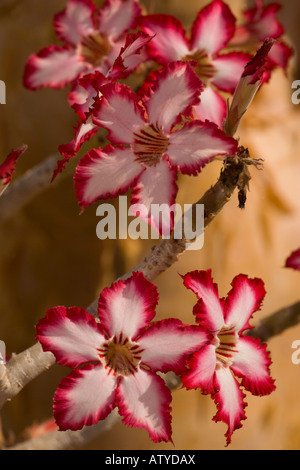 Impala Lilie, Adenium multiflorum, in Blüte, Nahaufnahme, Seltene und bedrohte südafrikanische Pflanze. Auch in Gärten angebaut Stockfoto