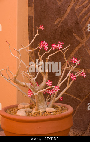 Impala-Lilie (Adenium Multiflorum) in Blume, Nahaufnahme, seltene und bedrohte südliche afrikanische Pflanze vergossen. Auch in Gärten angebaut Stockfoto