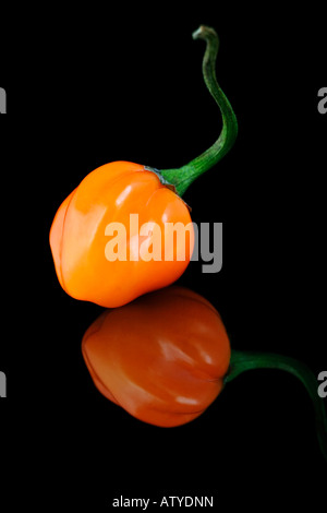 Scotch Bonnet Chili einer der heißesten der Welt Stockfoto