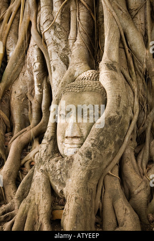Buddha Head in Tree Root im Wat Mahathat im Ayutthaya Historical Park. Ayutthaya, Thailand. Stockfoto