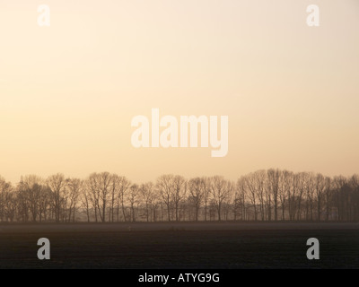 trübe Reihe von Bäumen am Horizont Stockfoto