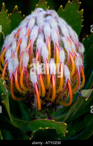 Outeniqua Nadelkissen (Leucospermum Glabrum) close-up, Südafrika Stockfoto