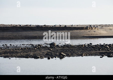 Vögel auf Sand Bar Malibu Pier, auf dem Pacific Coast Highway, Malibu, Los Angeles County, Kalifornien Stockfoto