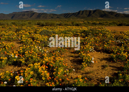 Die Wüste in voller Blüte im Frühjahr in der Nähe von Vanrhynsdorp dominiert Vordergrund ein Salat Distel Didelta Spinosa Südafrika Stockfoto