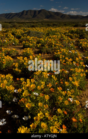 Die Wüste in voller Blüte im Frühjahr in der Nähe von Vanrhynsdorp; Vordergrund dominiert ein Salat Distel Didelta Spinosa Südafrika Stockfoto