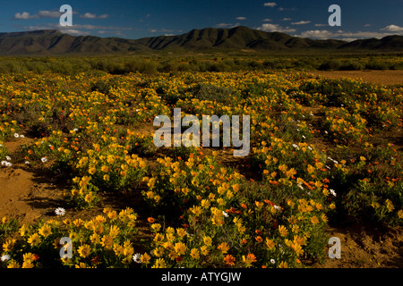 Die Wüste in voller Blüte im Frühjahr in der Nähe von Vanrhynsdorp; Vordergrund dominiert ein Salat Distel Didelta Spinosa Südafrika Stockfoto