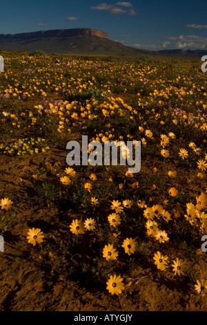 Die Wüste in voller Blüte im Frühjahr in der Nähe von Vanrhynsdorp; Vordergrund dominiert ein Salat Distel Didelta Spinosa Südafrika Stockfoto