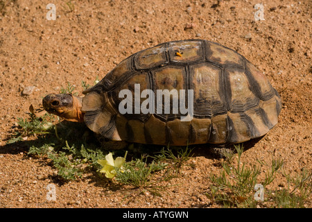 Angulate Tortoise leichte Phase männlichen Chersina Angulata in der Namaqua-Wüste in Südafrika Stockfoto