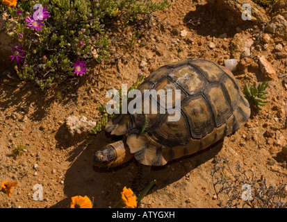 Angulate Tortoise leichte Phase männlichen Chersina Angulata in der Namaqua-Wüste in Südafrika Stockfoto