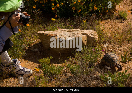 Fotograf und Angulate Tortoise leichte Phase männlichen Chersina Angulata in der Namaqua Wüste in Südafrika Stockfoto