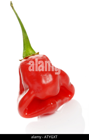 Scotch Bonnet Chili einer der heißesten der Welt mit lustigem Gesichtsform Stockfoto