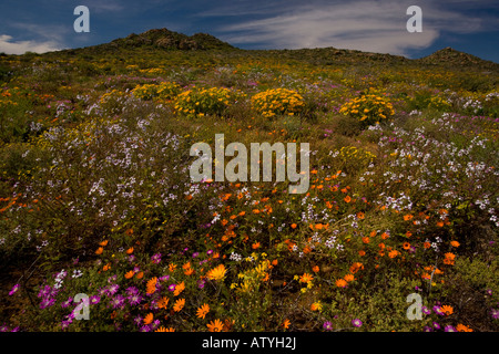 Fabelhafte Anzeige von Frühlingsblumen in Namaqualand Arctotis Mesembs Didelta etc. in der Nähe von Garies in Südafrika Stockfoto