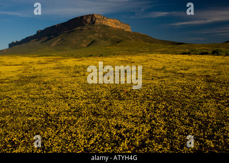 Am Abend Blick in der Nähe von Gyf Berg Western Cape mit Massen von Rhynchopsidium Pumilum in der Namaqua-Wüste in Südafrika Stockfoto