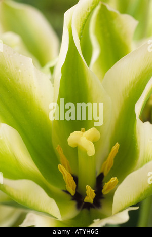 Tulipa 'Deirdre"(Tulip) Division 8 Viridiflora-Gruppe. Stockfoto