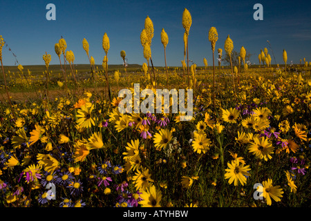 Wunderbare Masse des Frühlings Blumen vor allem Bulbinella Latifolia auf Renosterveld nahe Nieuwoudtville Cape Südafrika Stockfoto