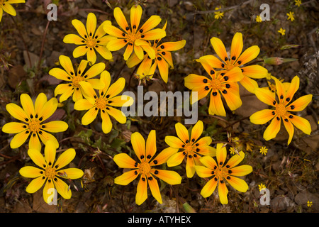 Gelbe Gazania Gazania Lichtensteinii in der Namaqua Wüste western Cape-Südafrika Stockfoto