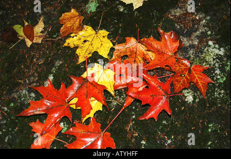 Close-up Farbiger Mulch von Rot und Blau Hackschnitzel mit Blätter im