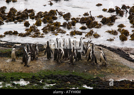 Gruppe der afrikanischen Pinguine (Jackass Penguin) Spheniscus Demersus versammelten sich während des Wartens auf Dichtungen an Felsbrocken, Cape weggehen Stockfoto