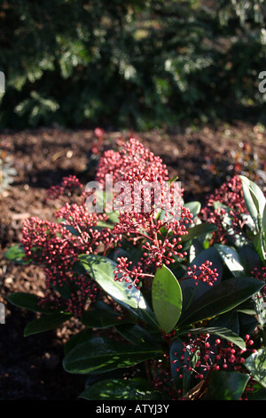 SKIMMIA JAPONICA RUBELLA. Stockfoto
