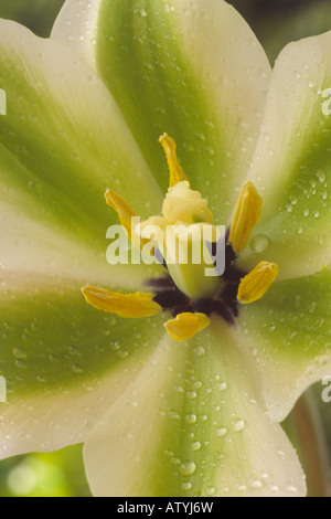 Tulipa 'Deirdre"(Tulip) Division 8 Viridiflora-Gruppe. Stockfoto