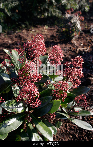 SKIMMIA JAPONICA RUBELLA. Stockfoto