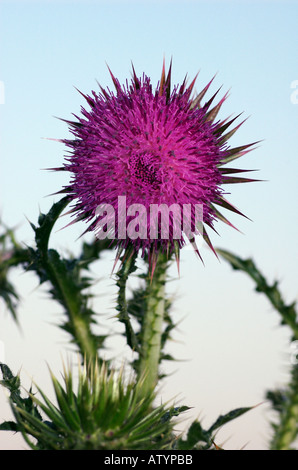 Nickende Distel, Wales Stockfoto