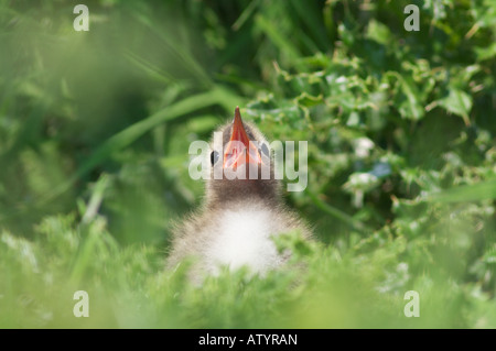 Gemeinsamen Tern Sterna Hirundo Küken ruft mit Schnabel weit offen Stockfoto