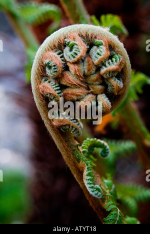 Antipodean Baumfarn Dicksonia Antarctica ursprünglich aus Australien und Neuseeland Stockfoto