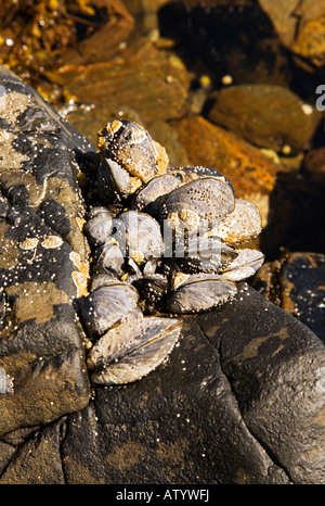 Mytilus Californianus Muscheln am Ufer liegen Stockfoto