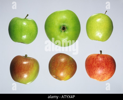 Apple Früchte Gala Cox Braeburn Golden Delicious Bramley Granny Smith Stockfoto