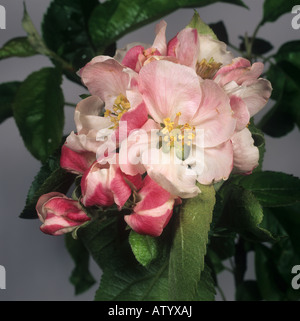 Bramley Apfelblüte mit König blühen im Frühjahr öffnen Stockfoto
