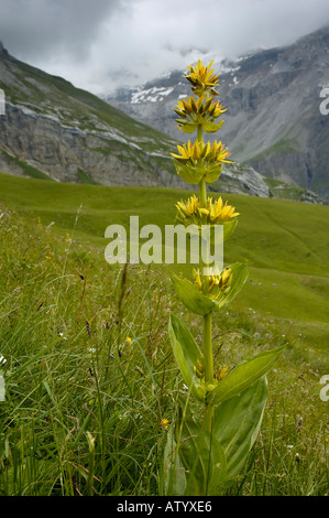 Große gelbe Enzian Gentiana Lutea Ammertenpass im Hintergrund Stockfoto