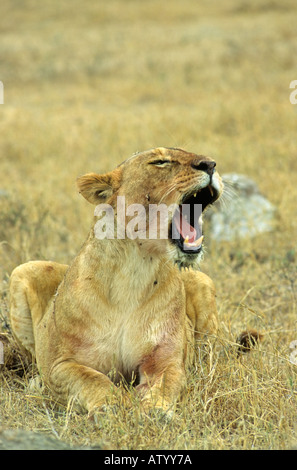 Löwin Gähnen nach Schlemmen auf einem Kill, Ngorongoro Crater, Tansania Stockfoto