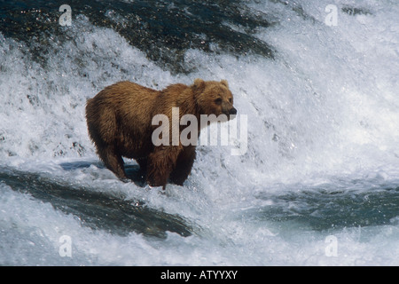 Brauner Bär (Ursus Arctos) Fischerei auf Lachs am McNeil River Falls, Sommer in Südwest-Alaska Stockfoto