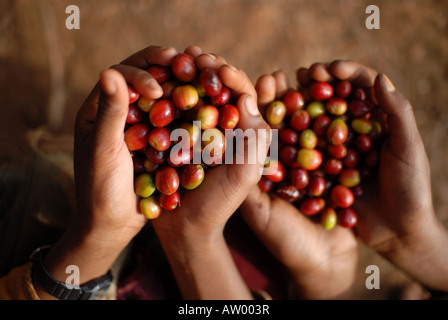 Äthiopische Reife Kaffeekirschen gepflückt frisch Äthiopien Stockfoto