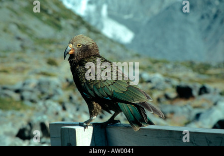 Kea der neugierige parrotlike Vogel in Neuseeland Stockfoto