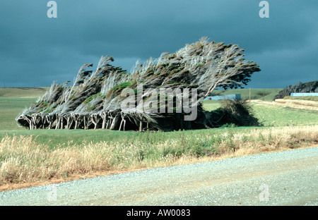 windgepeitschte Bäumen in der Nähe von Slope Point, dem südlichsten Punkt der Südinsel The Catlins Forest Range New Zealand Stockfoto