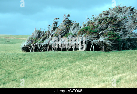 windgepeitschte Bäumen in der Nähe von Slope Point, dem südlichsten Punkt der Südinsel The Catlins Neuseeland Stockfoto