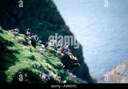 Papageientaucher auf hohen grasbewachsenen Klippen am Hermaness Shetland-Inseln Schottland Stockfoto