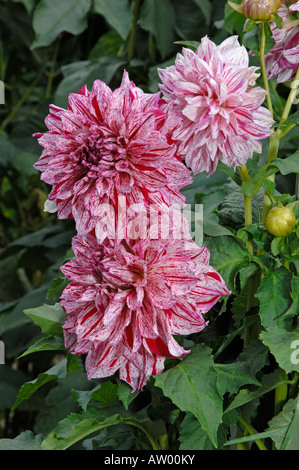 Blühende Dahlie (Dahlia Anatol) in einem Garten Stockfoto